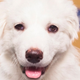 Illustration for article titled The Most Shocking Scandals of the 2013 Puppy Bowl
